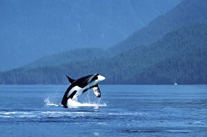 Power Collection: Killer whale / Orca - male, breaching Photographed in Johnstone Strait, British Columbia