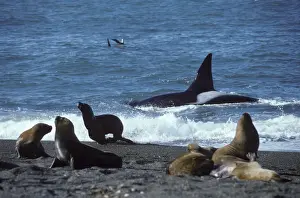 Killer whale / Orca - male, hunting South American Sea lions Photographed at Punta Norte, Valdes Peninsula, Patagonia, Argentina BY 582