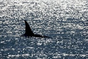 Killer whale / Orca - Male (known as Exequiel), member of the group of orcas of Northern Patagonia