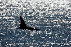 Killer whale / Orca - Male (known as Exequiel), member of the group of orcas of Northern Killer whale / Orca - Male (known as Exequiel), member of the group of orcas of Northern