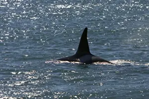 Killer Whale / Orca - Male, known as Exequiel, member of the group of orcas of Northern Patagonia. Photographed at Punta Norte, Valdes Peninsula, Province Chubut, Argentina