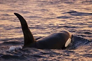 Fins Gallery: Killer Whale / Orca - male at sunset