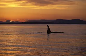 Killer whale / Orca - Male (tall dorsal fin). Sunset in the San Juan Islands, Washington State, USA