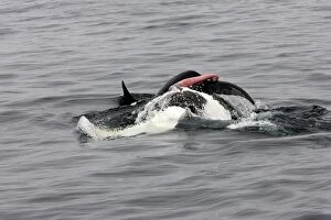 Killer whale / Orca - mating pair; the male rolls upwards but the female is already diving