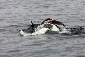 Whale Prints: Killer whale / Orca - mating pair; the male rolls upwards but the female is already diving