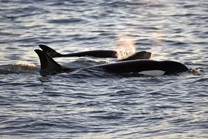 Killer whale / Orca - Members of the group of orcas of Northern Patagonia