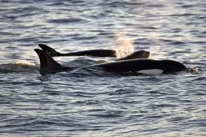 Killer whale / Orca - Members of the group of orcas of Northern Patagonia. Photographed at Punta Norte, Valdes Peninsula, Province Chubut, Argentina