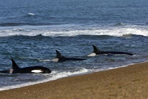 Killer whale / Orca - Orcas practicing intentional stranding