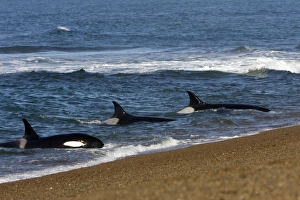 Killer whale / Orca - Part of the group of killer whales of Northern Patagonia