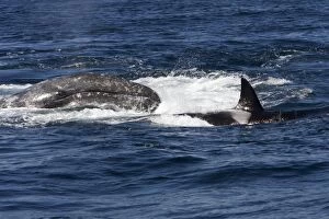 Images Dated 6th May 2007: Killer whale / Orca - A pod of Transient type killer