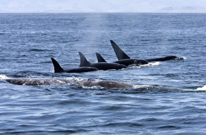 Images Dated 6th May 2007: Killer whale / Orca - A pod of Transient type killer whales attacking a Grey whale mother and calf