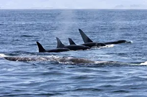Attacking Prints: Killer whale / Orca - A pod of Transient type killer whales attacking a Grey whale mother and calf