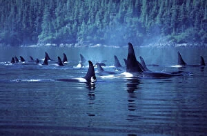 Whale Collection: Killer Whale / Orca - Several pods came together to form a 'superpod'