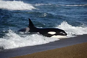 Killer whale / Orca practicing intentional stranding; Patagonia. The small population of Orcas of northern Patagonia uses a unique strategy of intentional stranding to capture South American Sealion pups at the edge of the water