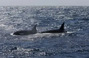 Killer whale / Orca - Silhouetted against mid-afternoon glare - transient type. Photographed in Monterey Bay - Pacific Ocean - California - USA