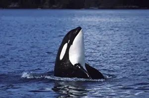 Killer whale / Orca - Spyhopping Photographed in Johnstone Strait, British Columbia, Canada AM 857