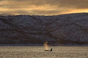 Killer Whale / Orca - at sunset