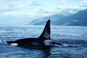 KILLER WHALE / Orca - at surface, showing dorsal fin
