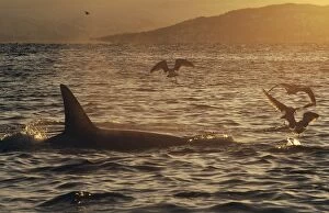 Killer Whale / Orca - surfacing with Gulls - at sunset