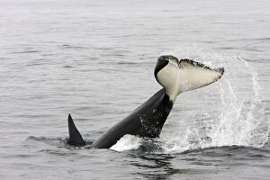 Images Dated 30th April 2007: Killer whale / Orca - tail-lobbing by an adult male - transient type