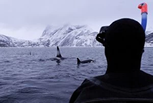 Images Dated 19th November 2004: Killer Whale / Orca - watched by diver