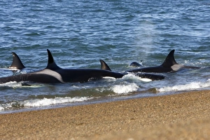 Killer whale / Orca - Part of the group of killer whales of Northern Patagonia
