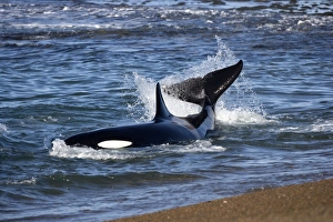 Killer whale / Orca - Hunting South American Sea lion pups at the waters edge