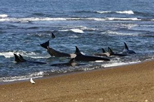 Killer whale / Orcas practicing intentional stranding - An animal is kicking its tail, trying to get off the beach