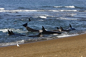 Killer whale / Orca - Part of the group of killer whales of Northern Patagonia