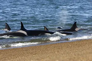 Killer whale / Orcas practicing intentional stranding; Patagonia. The small population of Orcas of northern Patagonia uses a unique strategy of intentional stranding to capture South American Sea lion pups at the edge of the water