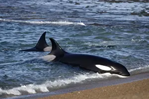 Killer whale / Orcas practicing intentional stranding; Patagonia. The small population of Orcas of northern Patagonia uses a unique strategy of intentional stranding to capture South American Sea lion pups at the edge of the water