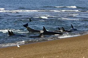 Killer whale / Orcas practicing intentional stranding; Patagonia. An animal is kicking its tail, trying to get off the beach. The small population of Orcas of northern Patagonia uses a unique strategy of intentional stranding to capture