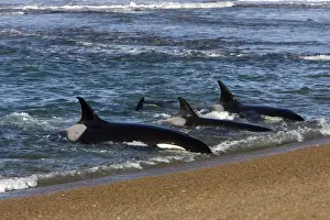 Oceans Prints: Killer whale / Orcas practicing intentional stranding; Patagonia