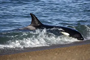 Killer whale / Orcas practicing intentional stranding; Patagonia. The small population of Orcas of northern Patagonia uses a unique strategy of intentional stranding to capture South American Sea lion pups at the edge of the water