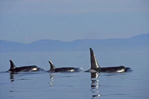 Images Dated 28th February 2005: Killer Whale - pod. ml1033