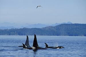 Images Dated 28th February 2005: Killer Whale - pod. ml1161