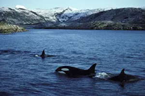 Tysfjord Prints: Killer Whale - pod traveling near shore