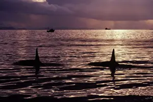Tranquillity Prints: Killer Whale - this population of killer whales feed on herring