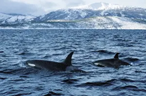 Killer whale - this population of killer whales feed on herring. In the autumn, schools of herring enter fjords of the NW coast of Norway and pods of killer whales follow the herring