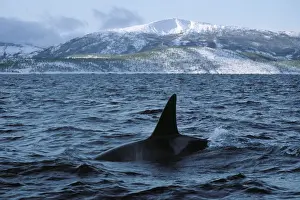 Killer whale - this population of killer whales feed on herring. In the autumn, schools of herring enter fjords of the NW coast of Norway and pods of killer whales follow the herring