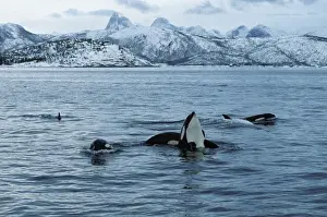 Whale Prints: Killer whale This population of killer whales feed on herring