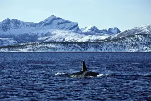 Killer Whale - this population of killer whales feed on herring. In the autumn, schools of herring enter fjords of the NW coast of Norway and pods of killer whales follow the herring