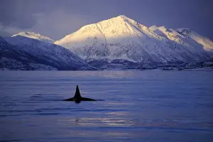 Killer Whale - this population of killer whales feed on herring. In the autumn, schools of herring enter fjords of the NW coast of Norway and pods of killer whales follow the herring