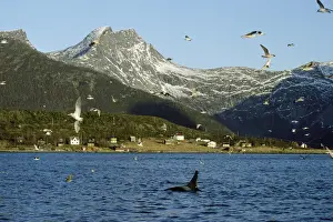 Killer Whale - this population of killer whales feed on herring. In the autumn, schools of herring enter fjords of the NW coast of Norway and pods of killer whales follow the herring
