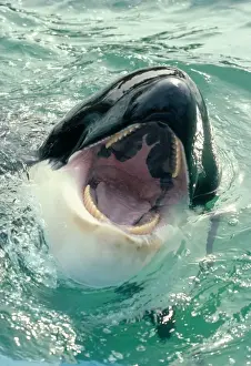Orcas Prints: Killer Whale - Sea World, San Diego, California, USA
