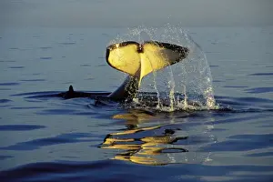 Killer Whale - tail slapping, common behavior. Pacific Northwest. ml1157