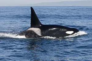 Monterey Bay Prints: Killer Whale - Transient type - Adult male - Monterey Bay - Pacific Ocean - California - USA - April