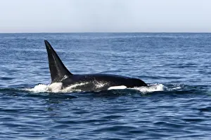 Killer Whale - Transient type - Adult male - Monterey Bay - Pacific Ocean - California - USA - April