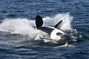 Splashing Prints: Killer Whale - Transient type - End of a breach