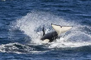 Emerging Prints: Killer whale, Transient type - whale re-entering the water at the end of a porpoising jump